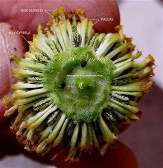  Capitulum ( lower side with involucres removed) with ray achenes